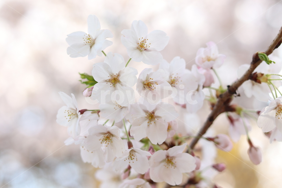 blossom,꽃,flower,식물,plant,벚꽃,cherryblossom,봄,계절,spring,season,꽃,flower