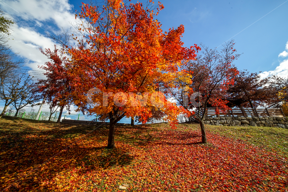 단풍,나무,낙엽,가을,계절,감성,공원,식물,자연,가을,계절,fall,autumn,season,자연,풍경,nature,landscape,식물,plants,나무,trees,wood,leaf,잎,plant,tree,maple