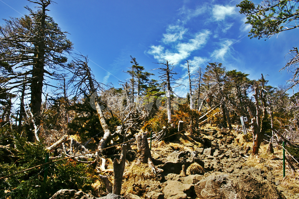 고사목,나무,쳔년목,숲,한라산,제주도,한라산국립공원,푸른하늘