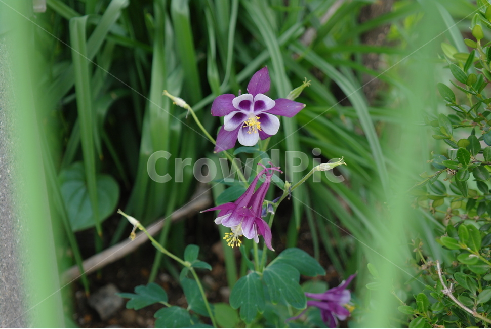 꽃,자연,purple,flower,spring