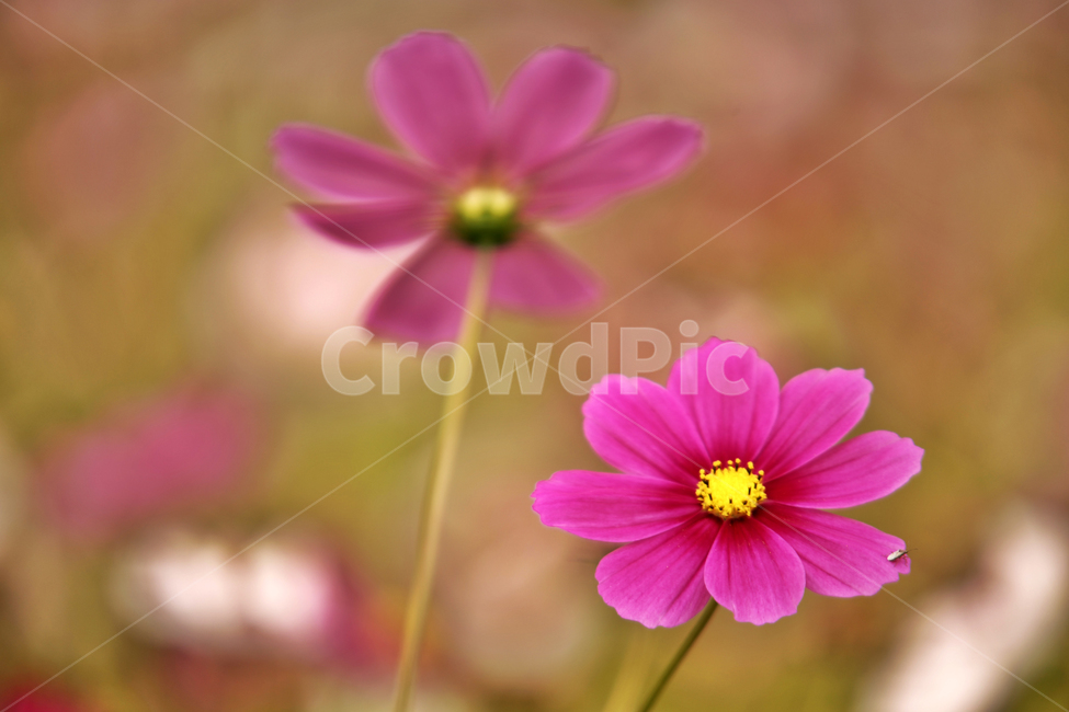 코스모스,가을,계절,꽃,식물,야생화,꽃밭,핑크,분홍색,식물,자연,plants,nature,꽃,flower