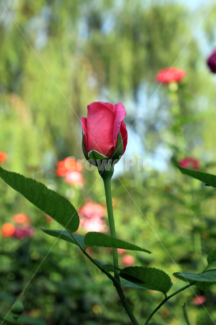 장미,rose,blossom,plant,식물,flower,꽃,여름,빨간장미,식물,자연,plants,nature,꽃,flower