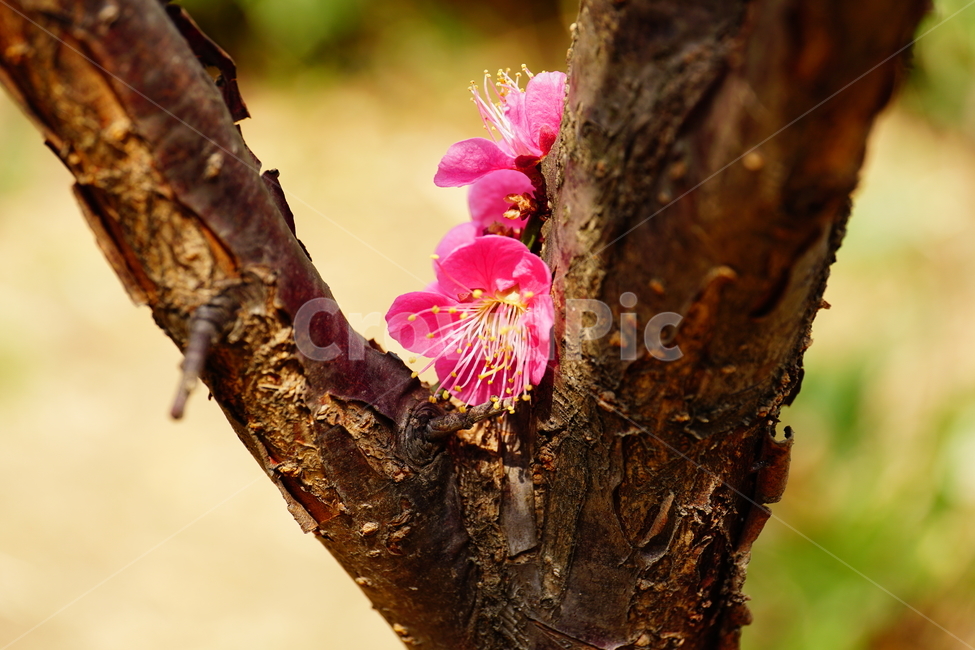 홍매화,한국자연,꽃,꽃사진,플라워,flower,봄,봄꽃,spring,식물,plants,자연,nature,풍경,landscape,계절,season,snap,스냅,접사,macro,closeup,클로즈업,감성사진,감성,힐링,healing,느낌,feel,feeling,꽃밭,화단,나무,나뭇가지,tree,꽃봉오리,4월,April,봄,계절,spring,season,식물,자연,plants,nature,꽃,flower,plant