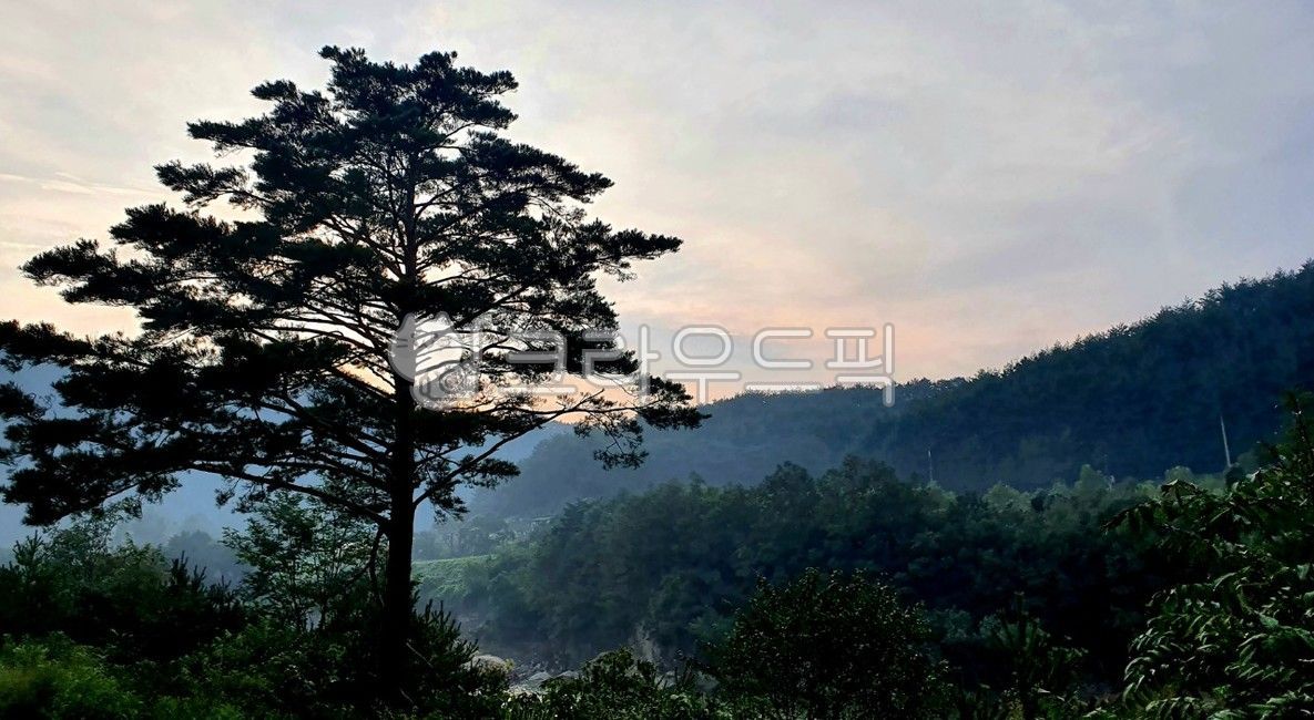 풍경,아침,노을,소나무,독야청청,숲,고요,굳건한,산,plant,식물,tree,나무,nature,자연,vegetation,초목