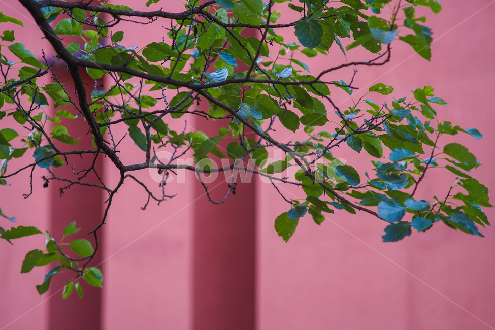 감성,건물,나무,나뭇잎,벽,분홍색,벚나무,식물,자연,plants,nature,나무,trees,wood