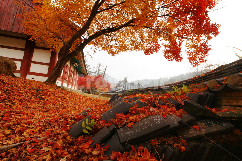 마곡사,불교,사찰,단풍,풍경,유네스코,가을,계절,fall,autumn,season,자연,풍경,nature,landscape,종교,신앙,religion,belief,faith,leaf,잎,plant,식물,maple,tree,나무