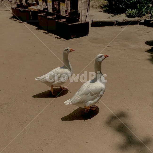 거위,거위커플,동물,오리,goose