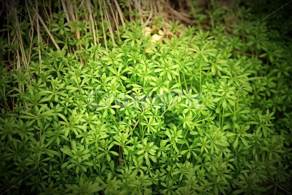 갈퀴덩굴,잎,자연,봄,goosegrass,식물,plant,grass,nature,season,spring,식물,자연,plants,nature