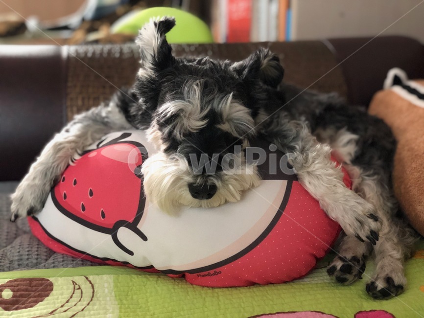 강아지,개,슈나우저,미니어처슈나우저,schnauzer,puppy,dog,miniatureschnauzer,동물,animal,포유류,mammal,개,강아지,dog,doggy