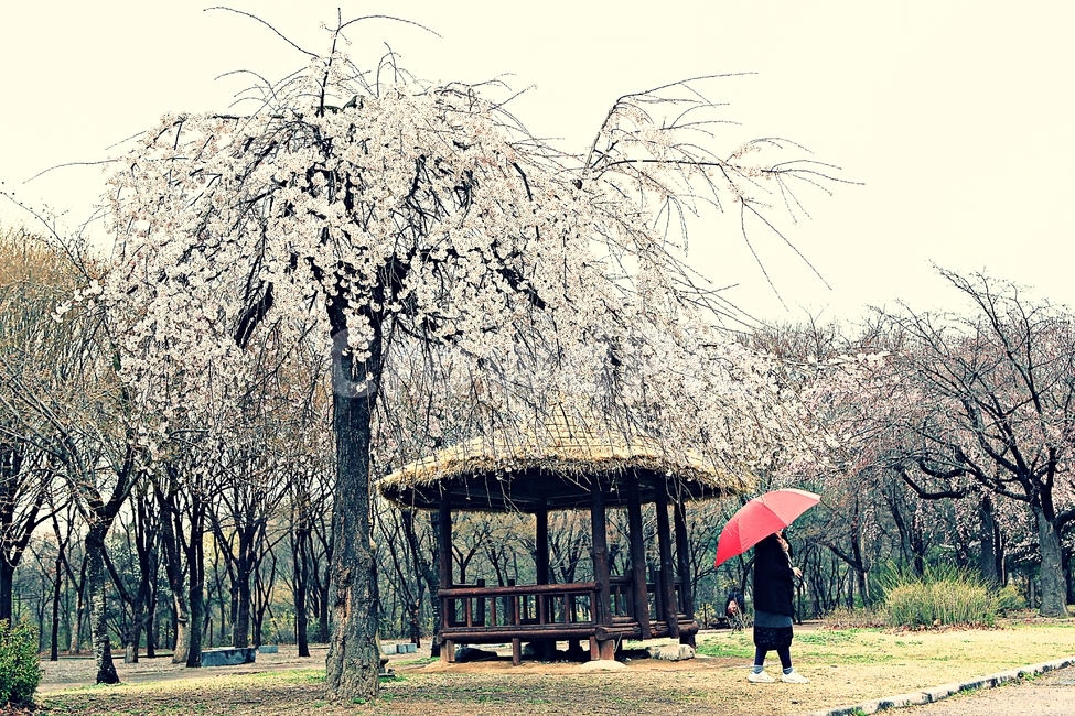 벗꽃,꽃,인천대공원,풍경,자연,배경