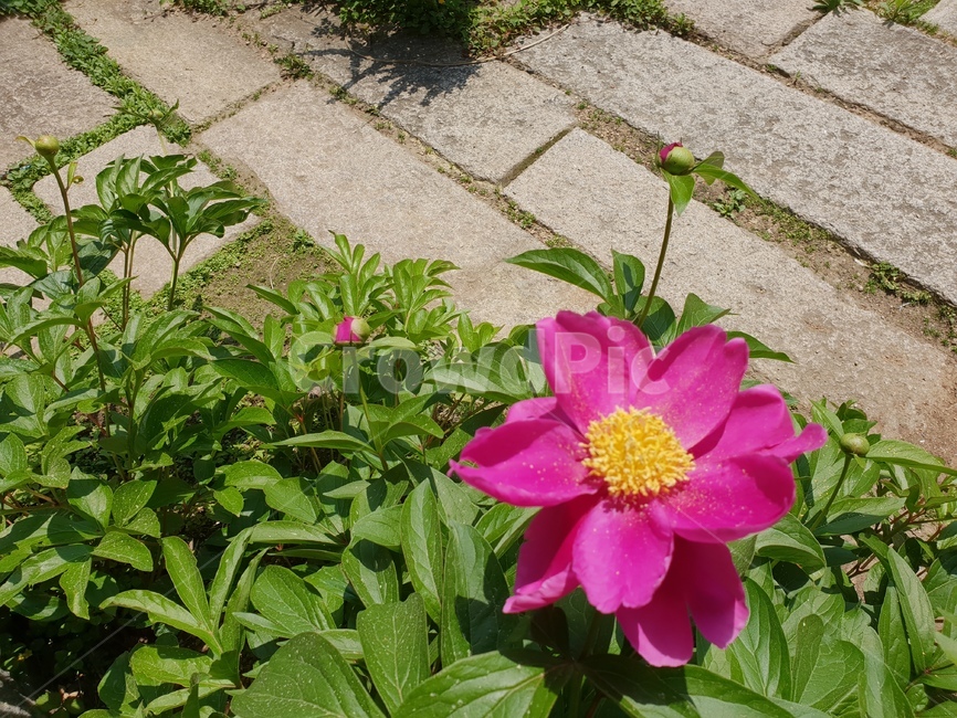 작약,꽃,자주색꽃,개화,식물,plant,식물,자연,plants,nature,꽃,flower