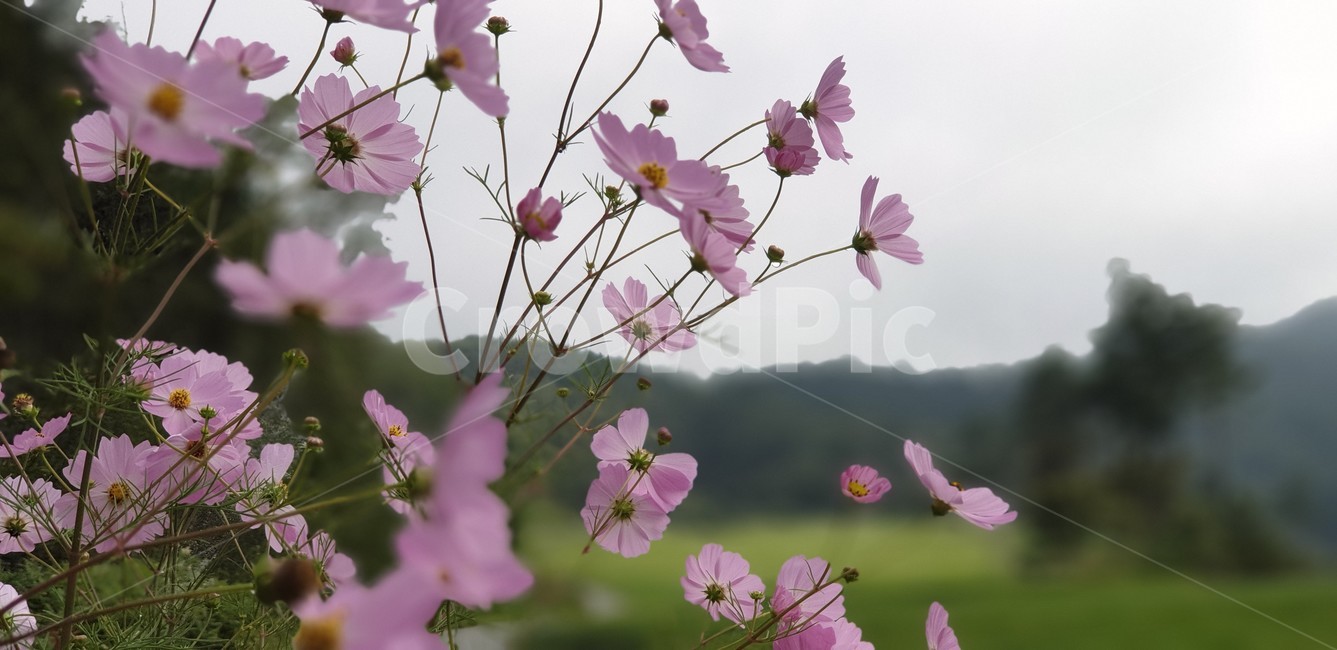 plant,식물,코스모스,꽃,가을,식물,자연,plants,nature,꽃,flower
