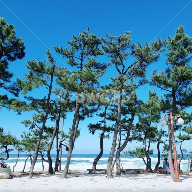 tree,나무,바다,소나무,해송,안목해변,식물,자연,plants,nature,나무,trees,wood