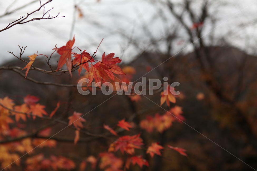 가을,낙엽,나무,잎,plant,식물,tree,maple,단풍