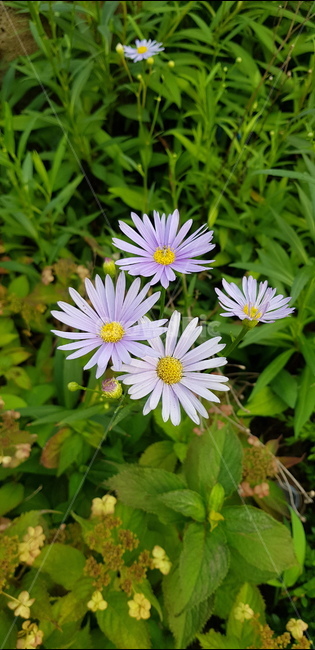 꽃,코스모스,자연,감성,sensible,감성적인,분위기있는,flower,따뜻한,풀
