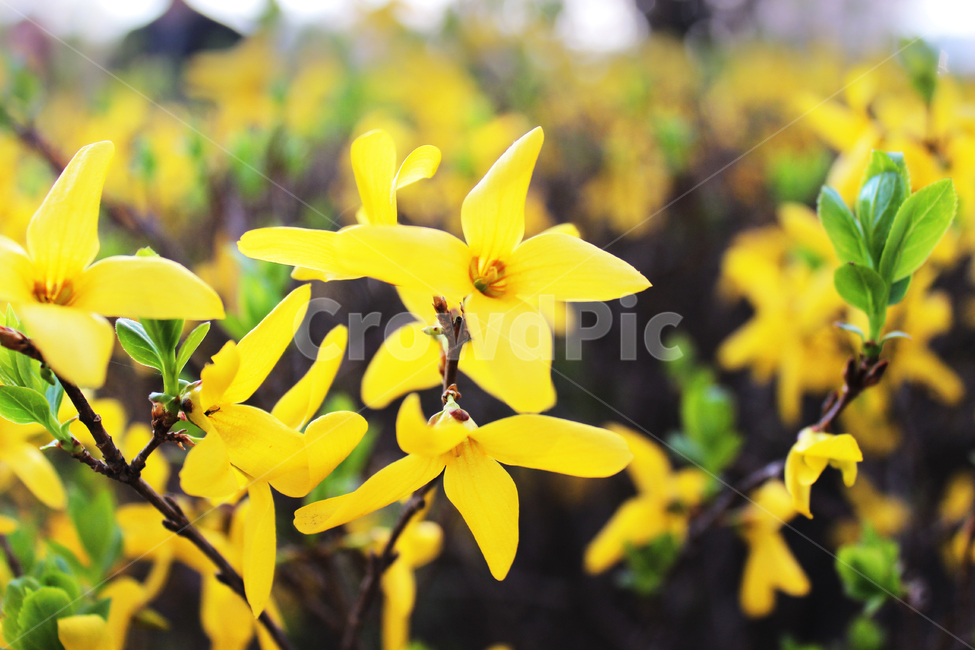 개나리,봄,봄꽃,forsythia,식물,plant