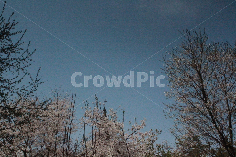 꽃,벚꽃,나무,flower,하늘,푸른색,노이즈,sky,tree,spring,봄,식물,자연,plants,nature