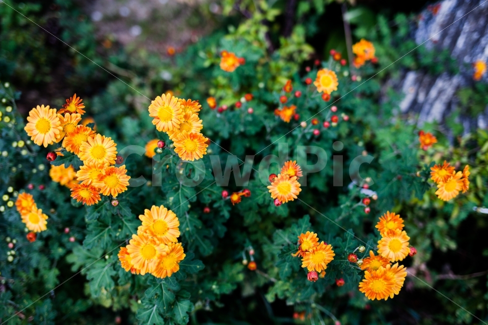 꽃,감국,마리거트,자연,풍경,flower,식물,자연,plants,nature,꽃,flower,감성,sensible,feeling