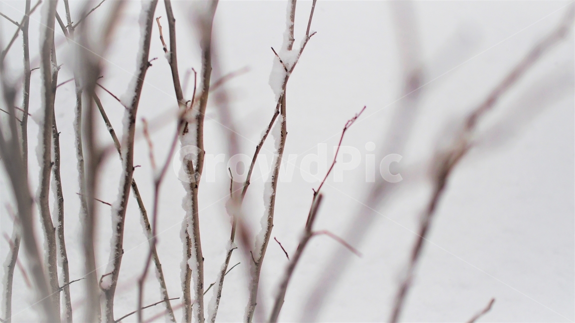 겨울,눈,하얀색,나무,식물,감성,자연,12월,snow,natrue,white,winter,겨울,계절,winter,season,식물,자연,plants,nature