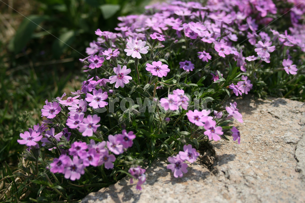 꽃잔디,지면패랭이,패랭이,패랭이꽃,봄,봄날,봄풍경,감성,spring,flower,공원,풍경,식물,새싹,잎,초록,꽃,분홍색,봄,계절,spring,season,식물,자연,plants,nature,꽃,flower,geranium,제라늄,blossom,plant