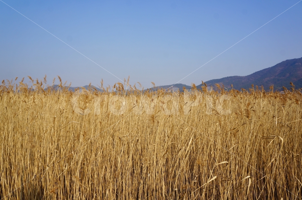 순천만,가을,갈대,순천,자연,풍경,자연풍경,갈대밭,자연,풍경,nature,landscape,가을,계절,fall,autumn,season,plant,식물,food,음식,vegetable,야채,grain,곡물