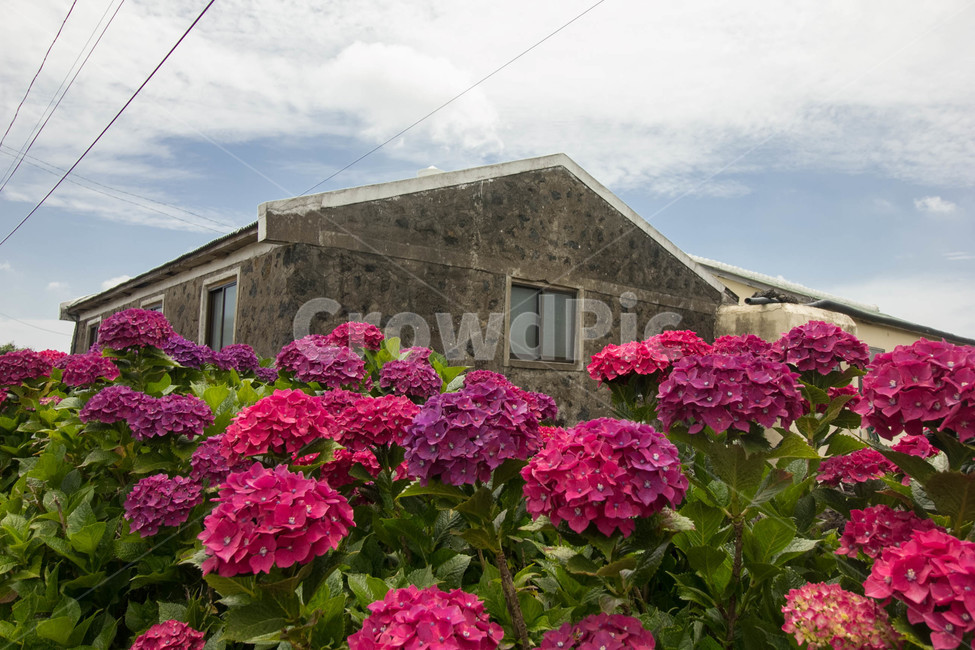 수국,수국꽃,flower,hydrangea,풍경,보라수국,꽃
