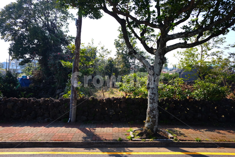 나무,길,시골,일상,도로,돌담,제주,여행,관광,맑음,쾌청,식물,자연,plants,nature,나무,trees,wood