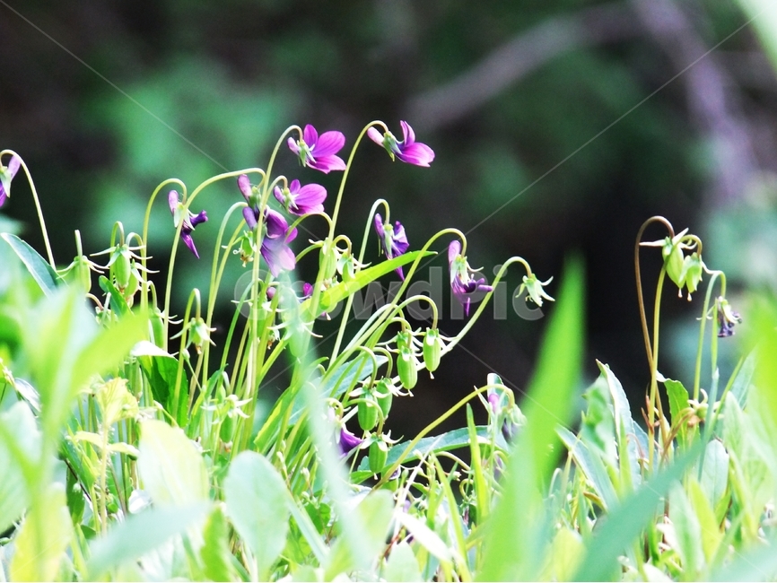 제비꽃,오랑캐꽃,보라꽃,보라색제비꽃,봄꽃,식물,자연,plants,nature,꽃,flower