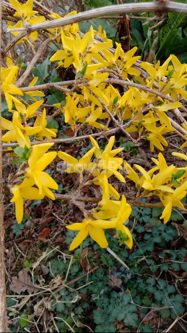 식물,나무,꽃,plant,blossom,flower,개나리,개나리꽃,노란색꽃