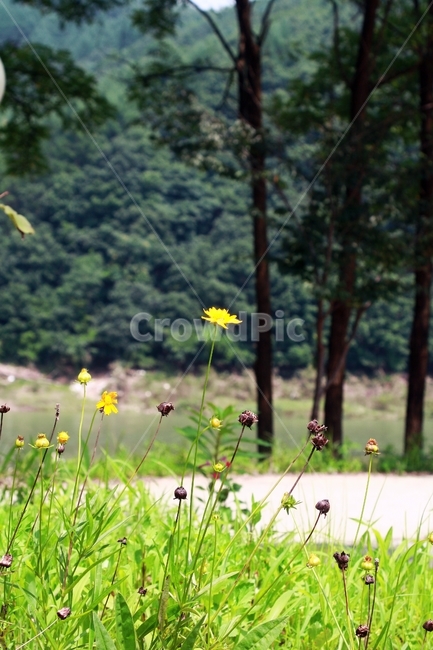 들꽃,꽃,노란꽃,봄,나무,자연,풀,길,싱그러움,자연,풍경,nature,landscape,outdoors,옥외,grassland,목초지,field,들