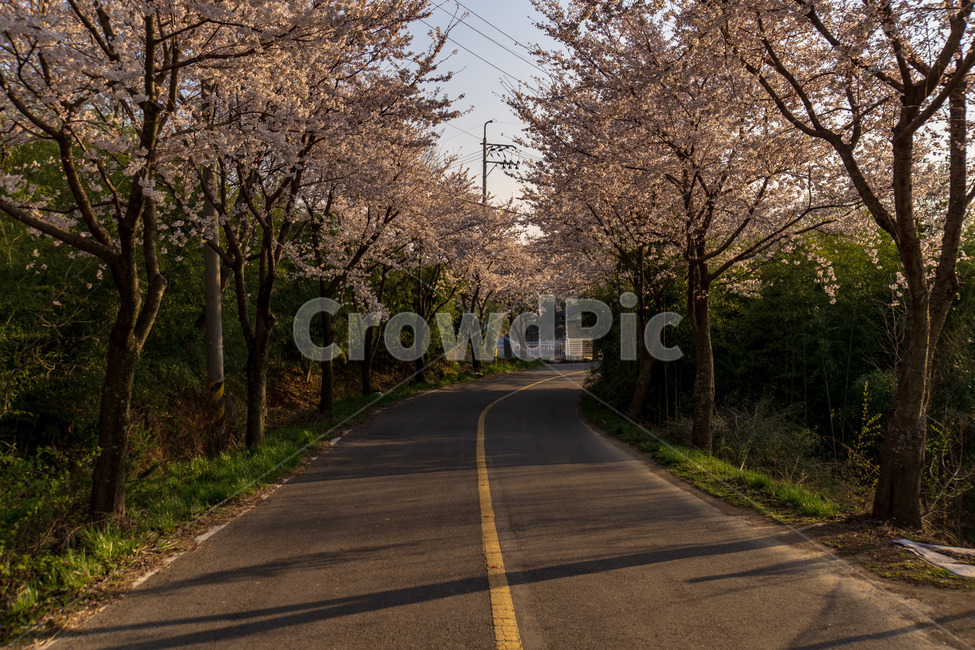 벚꽃,벚꽃길,풍경,봄,계절,하늘,꽃,벚꽃엔딩,봄,계절,spring,season,자연,풍경,nature,landscape,asphalt,아스팔트,road,도로