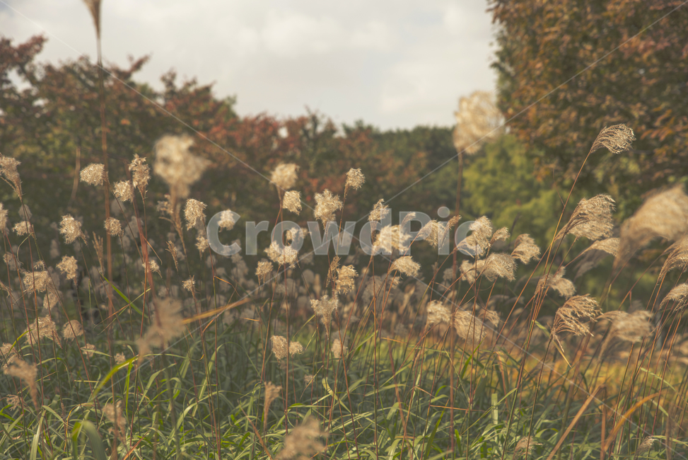 식물,억새,가을,grass,plant,가을,계절,fall,autumn,season,감성,sensible,feeling