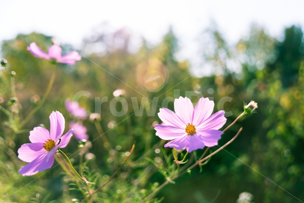 가을,코스모스,햇빛,계절,꽃,식물,들꽃,들판,공원,나들이,소풍,사물,분홍,핑크,역광,풍경,풍경사진,자연,자연풍경,가을,계절,fall,autumn,season,식물,자연,plants,nature,꽃,flower,휴식,힐링,rest,relaxation,healing,감성,sensible,feeling,plant