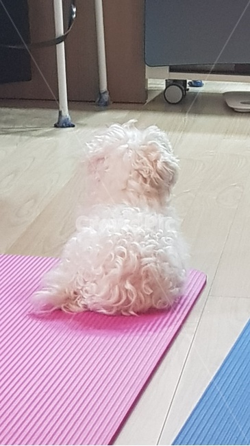 강아지,애견,귀여운,말티즈,동물,동물,animal,포유류,mammal,개,강아지,dog,doggy