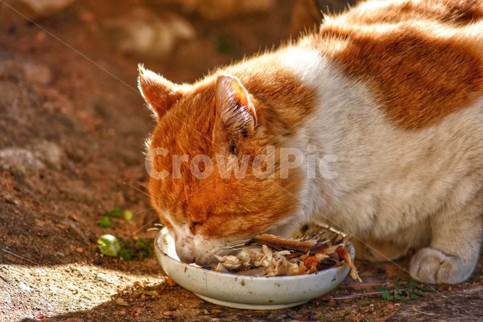pet,cat,animal,동물,고양이,포유류,동물,animal,포유류,mammal,고양이,cat,kitten,kitty