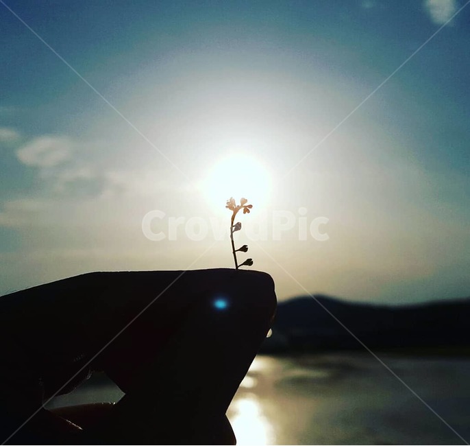 해,그림자,작은꽃송이,해질녘,꽃그림자,황혼,자연,노을,손가락