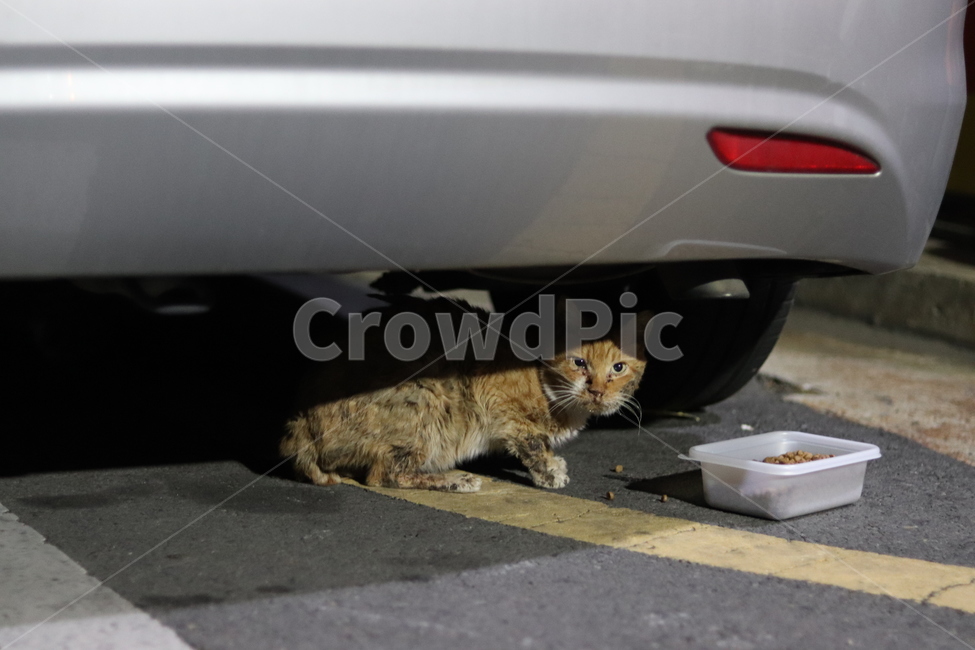 길고양이,고양이,귀여운고양이,길냥이,시골고양이,동물,animal,포유류,mammal,고양이,cat,kitten,kitty