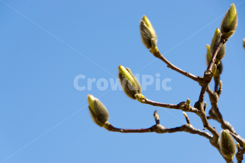 목련,꽃봉우리,봄,나무가지,근접촬영,청도,운문사,봄,계절,spring,season,식물,자연,plants,nature,sprout,새싹,blossom,꽃,bud,싹,plant,flower