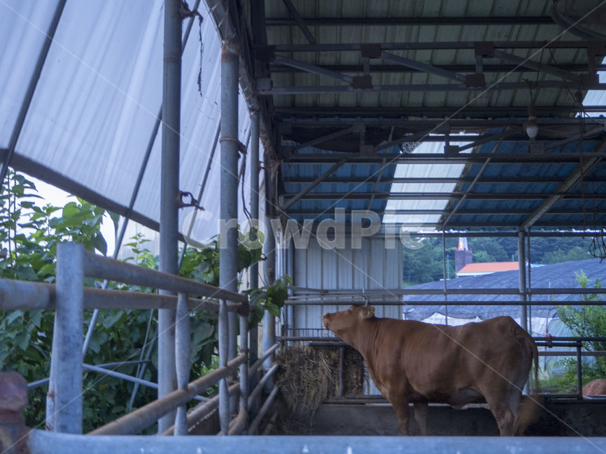 소,cow,갈색소,창녕,창녕소,동물,animal,포유류,mammal,산업,industry,industrial,목축업,목장,livestock farming,ranching,pasture