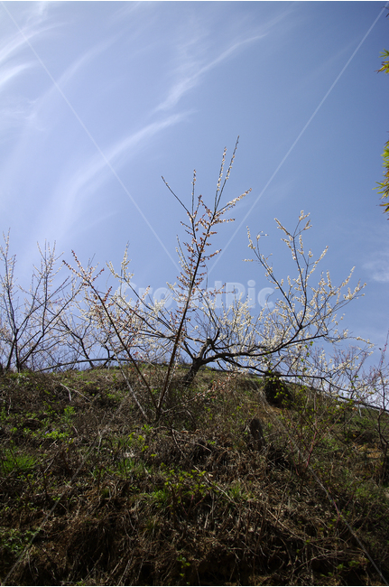 매화,나무,하늘,파란하늘,봄,봄날,봄풍경,봄꽃,감성,spring,flower,봄길,산책,봄나들이,식물,꽃,초록,언덕,봄,계절,spring,season,자연,풍경,nature,landscape