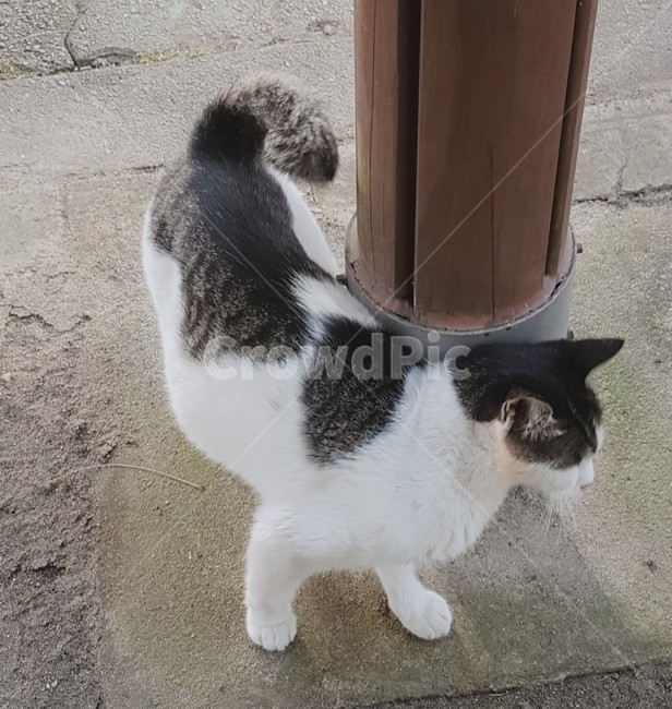고양이,야옹,시골,마당,길고양이