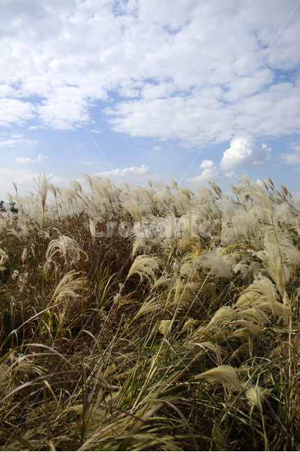 가을,억새,자연,nature,식물,plant,하늘,구름,자연,풍경,nature,landscape,grass,잔디,lawn,reed,갈대