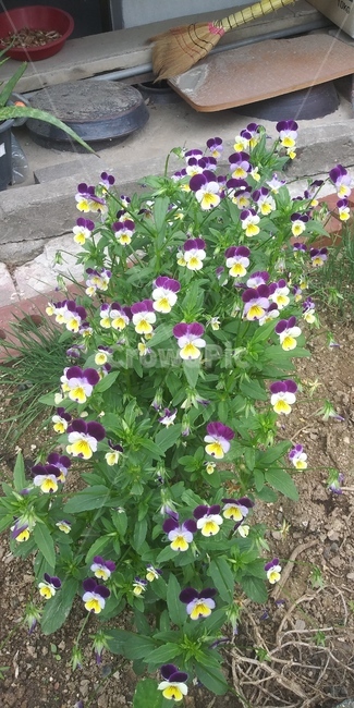 식물,꽃,flower,길거리꽃,plant