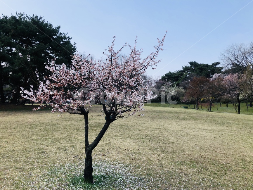 flower,cherryblossoms,spring,꽃,봄,벚꽃,plant,식물,나무,tree