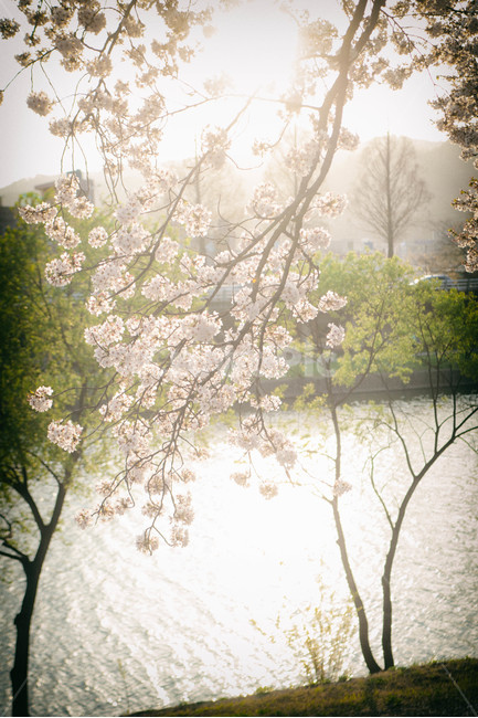 봄,계절,벚꽃,자연,풍경,봄꽃,꽃,blossom,cherryblossom,식물,plant,spring,season,nature,landscape,햇빛,빛,sun,sunlight,light,sunset,일몰,봄,계절,spring,season,식물,자연,plants,nature,꽃,flower
