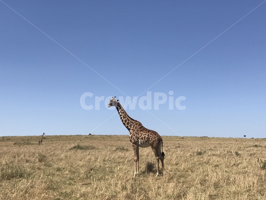 아프리카,케냐,기린,사파리,동물,자연,하늘,동물,animal,포유류,mammal