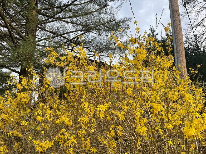 개나리,꽃,봄,플라워,노란꽃,노란색,자연,yellow,flower,spring,nature