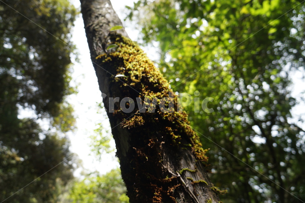 treetrunk,나무줄기,tree,나무,plant,식물