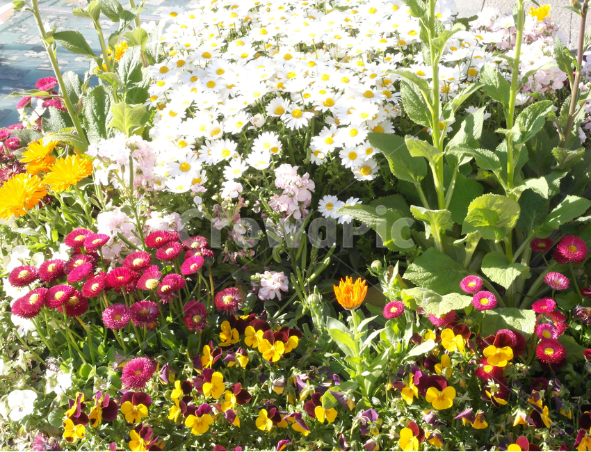 꽃,봄,식물,색감,flower