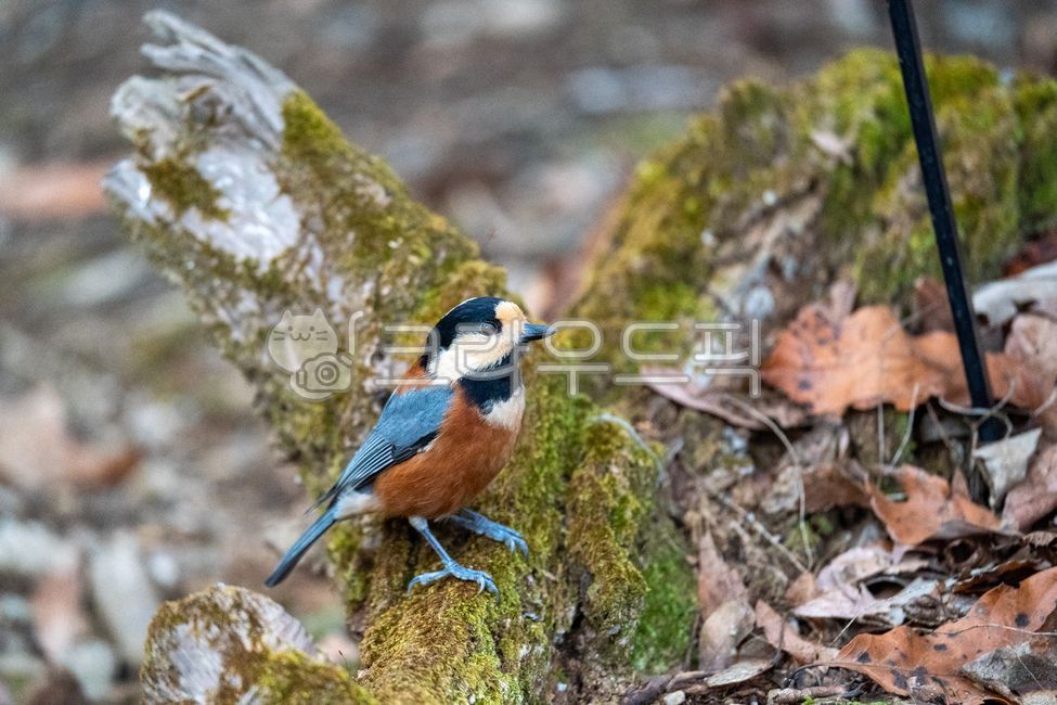 곤줄박이,광릉수목원,야생조류,새,동물